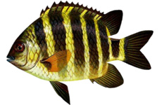 七纹豆娘鱼 介绍