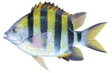 五带豆娘鱼 介绍