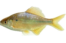 大鳍刺鳑鲏 介绍