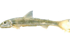 长鼻白杨鱼 介绍