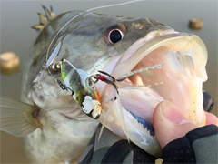 BASS钓-暖冬钓红唇