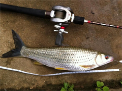 红眼（赤眼鳟）