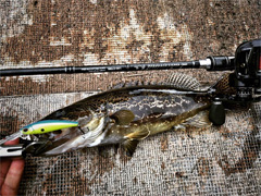 天地所以能长且久者，以其不自生，故能长生