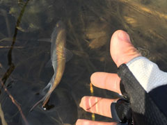 猴年“猴急”的马口