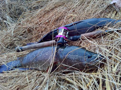 梦圆雷场 “怒”挑巨物