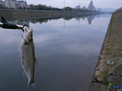 马口竿 单挑 中小翘 第2集