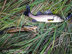 2017元旦-----暴爽3连击