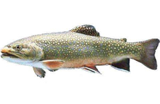 花羔红点鲑
