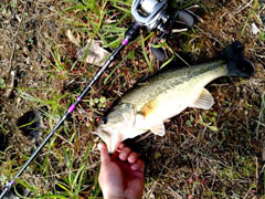 喜获历经劫难鲈 怒怼无耻电鱼人