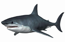 鲨鱼 鲛、沙鱼、鲛鲨