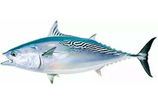 巴鲣 鲔、烟仔鱼、花烟