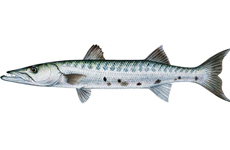 大魣 巴拉金梭鱼、吹鱼