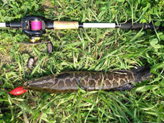 暴力扬竿，一声脆响，“啪”。。。