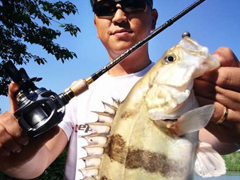 老虎路亚杨先森处女贴【剧毒】