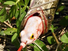 酷暑难掩激情，练滩四尾进账！