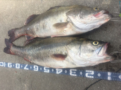 期待已久的米级