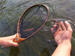 秋天就是丰收的季节