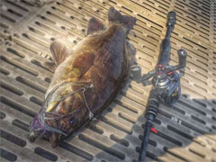 夏末近期渔获及心得