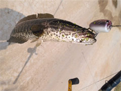 【猎黑笔记】恋上雷强