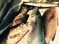 从海里钓到内河，收货不大