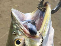 记录一下自己欣喜的17年