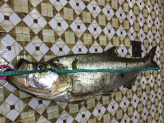 2017最后一天遇到巨物被切线，2018第一天挽回尊严