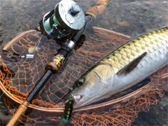 波爸釣魚趣-竹竿博大魚