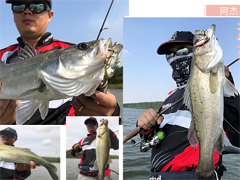 初秋东台猎鲈，无所畏接连暴口