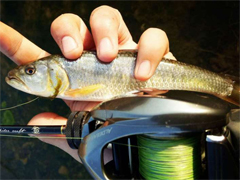 春意 暗香（多美图）