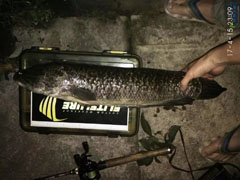 四月打黑季，2018提前完美开幕