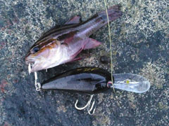 妖气很重，巨毒，慎入！