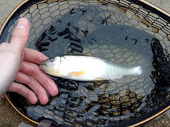 清明溪流马口随记!