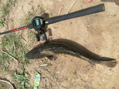 路亚黑鱼——小村偶遇