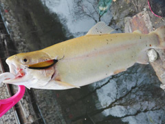 4月3日降温天管钓虹鳟