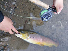 虹鳟（rainbow trout）/褐鳟（brown trout）靠资源