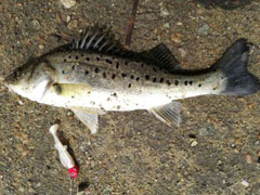 二〇一八、渔人节