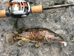 渔歌钓行日记——斑鳜、斑鳜、还是斑鳜