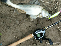 大丰港海鲈探钓之旅 （一）