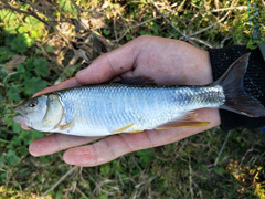 浅谈溪流钓之马口篇
