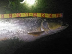 路亚巨鱤！巨鱤！巨鱤！