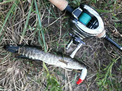 安徽路亚探钓之旅