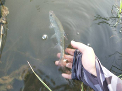 家门口的连竿 这波很惊奇