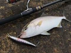 南澎列岛登礁岸投暴拉针鱼红魽