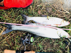 ‘社会张’已上线……