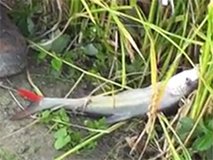 浔鱼问道 东台野河探钓，无所畏跟红尾杠上了