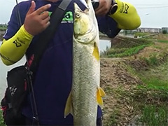 浔鱼问道▕怒涛探钓东台小河道，小鳡鱼追的很猛！