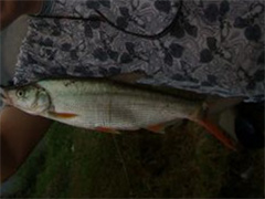 翘嘴鱼与红鳍鲌：路亚时，需要注意的 差异