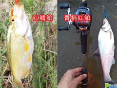 青梢 与 红鳍鲌 的区别