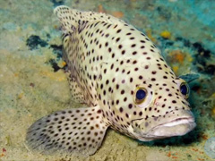 石斑鱼品种大全