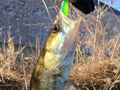 外来物种 梭鲈 路亚经验汇总